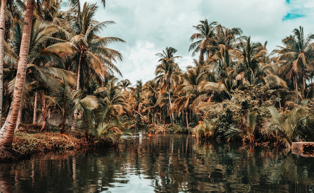 coconut trees beside river