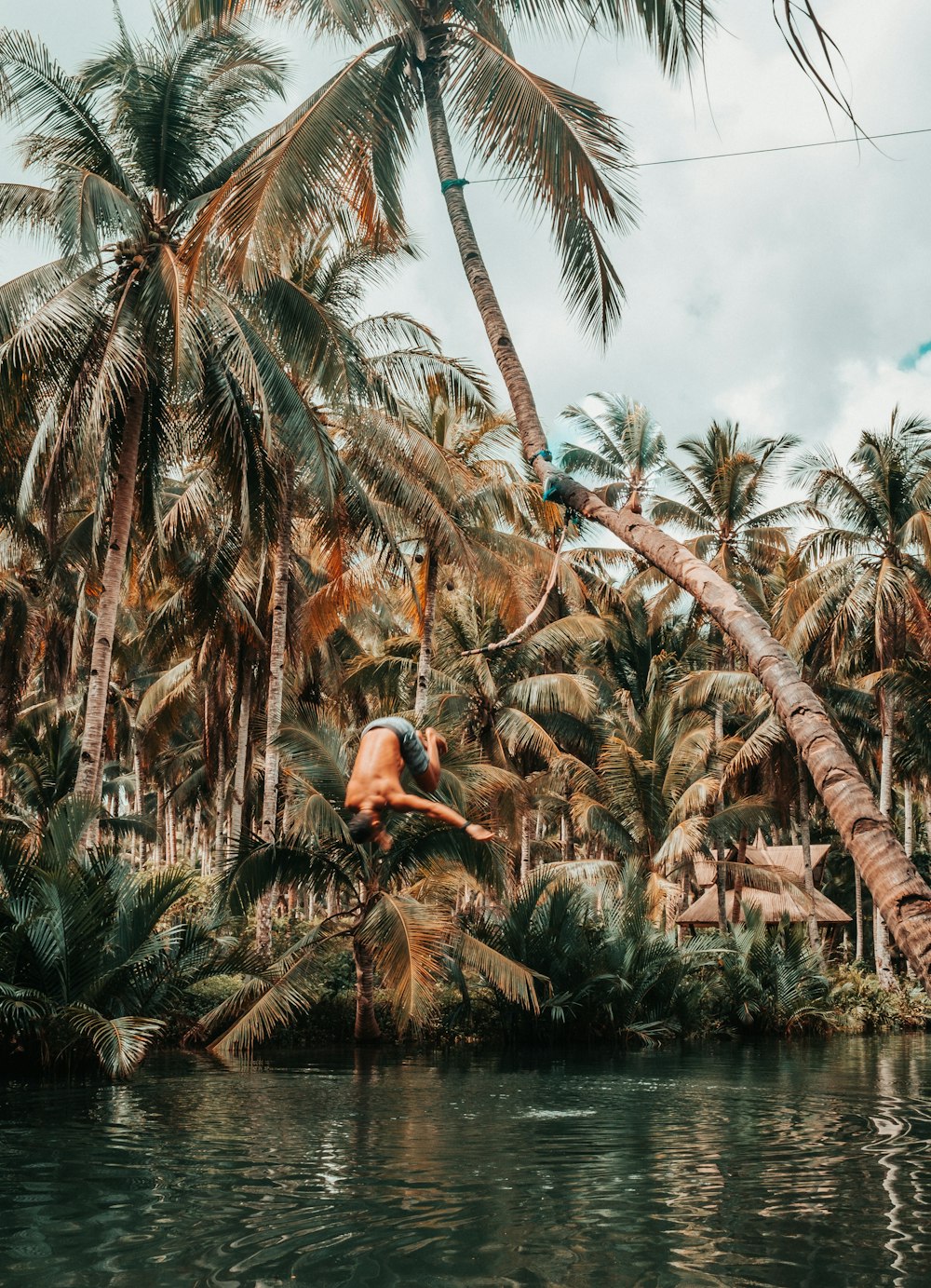 palm trees during daytime