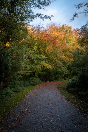 Colorful autumn leaves covering a winding trail in Sevier County.