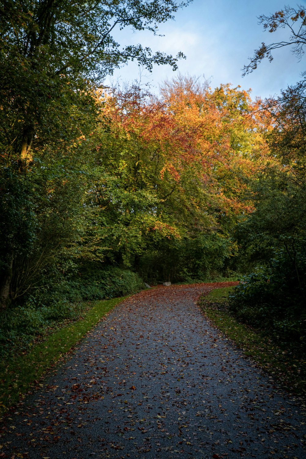pathway filled with leaves