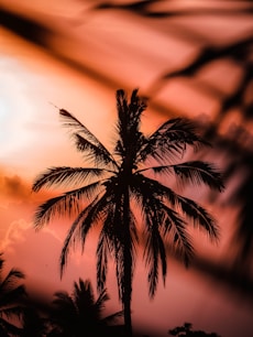 silhouette of coconut trees
