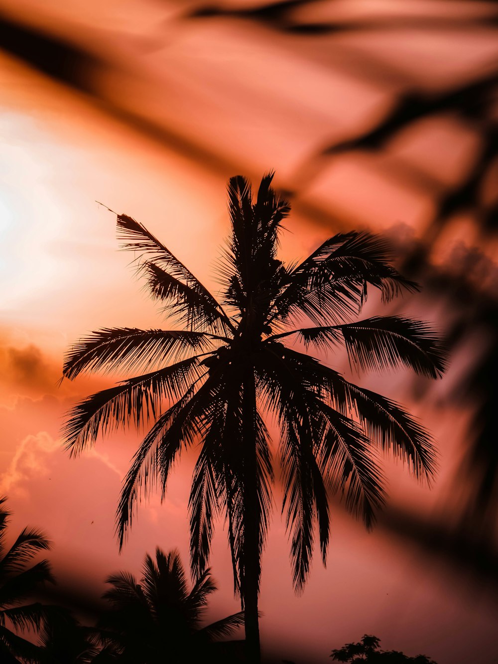 silhouette of coconut trees