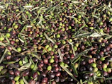 Freshly harvested olives laid out in baskets ready for pressing.