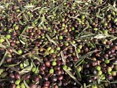 Close-up of freshly harvested olives ready for pressing.