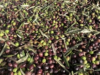Close-up of freshly harvested rosciola olives.
