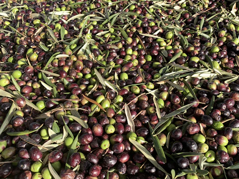 Traditional olive oil press with fresh olives being crushed, showing the extraction process.