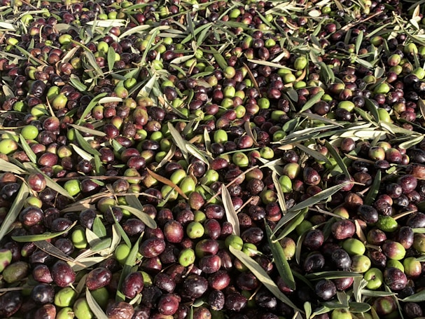 A large pile of freshly harvested olives in various shades of green, red, and black is scattered along with olive leaves. The texture of the olives appears smooth and shiny, and they are densely packed together with the leaves interspersed.