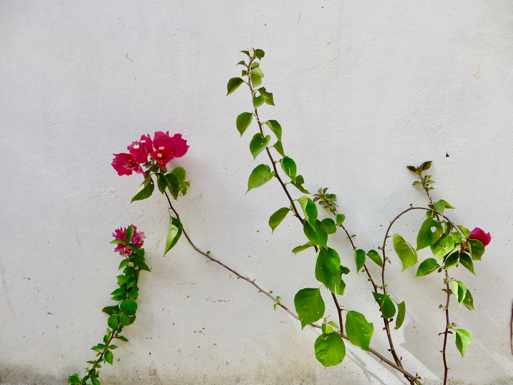 red-petaled flowers