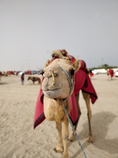 A camel adorned with a red covering stands facing the camera in a sandy outdoor setting. The camel has a rope tied around its nose connected to its neck. In the background, other camels and people are visible along with some parked vehicles and a blurred horizon.