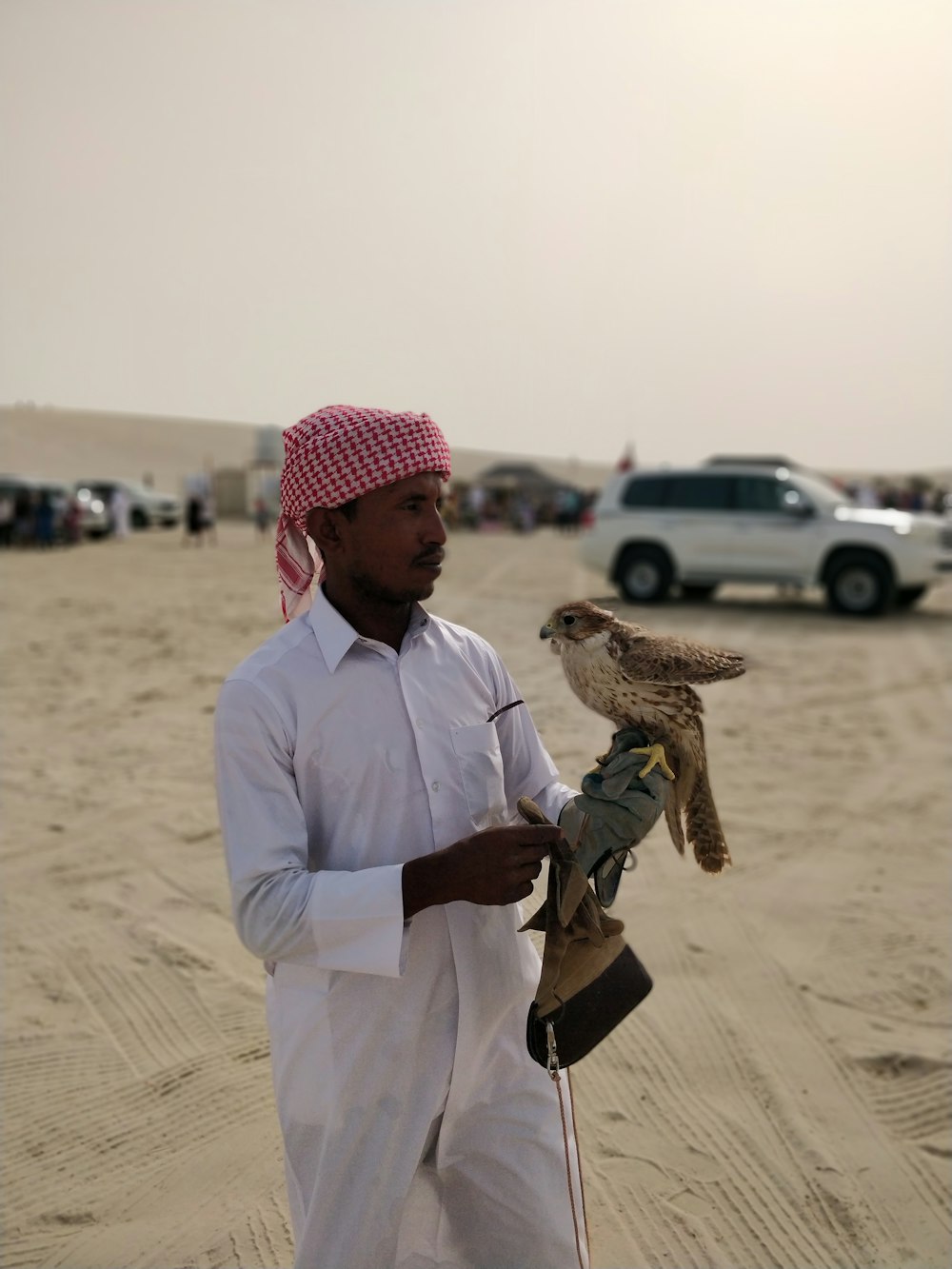 white and brown falcon