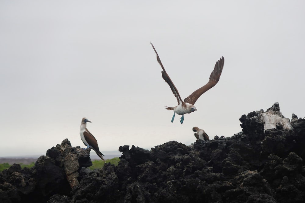 tres pájaros blancos y marrones