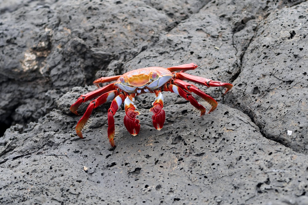 red and white crab on rock