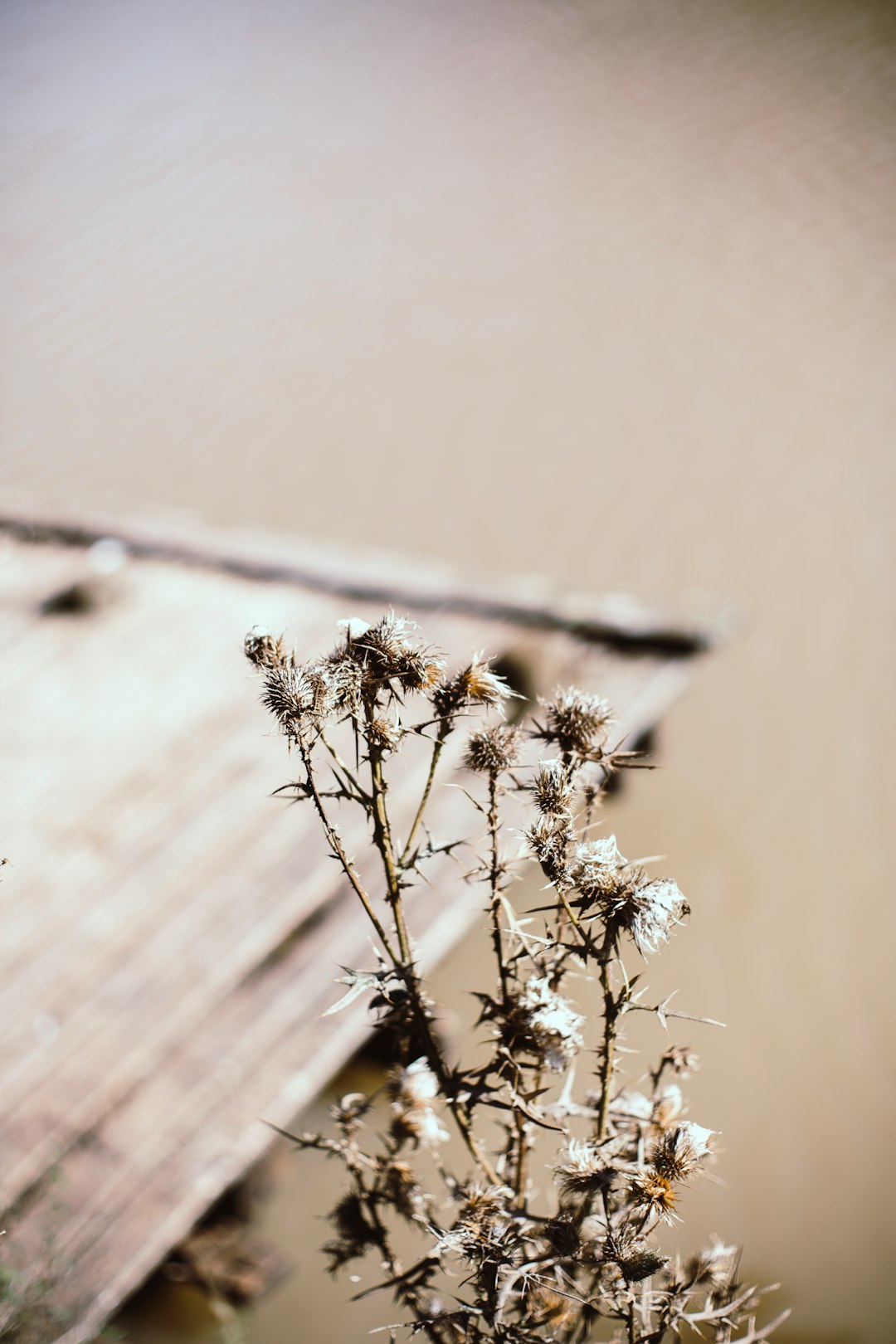 selective focus photography of white petaled flower