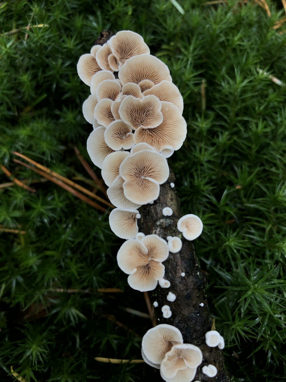 orejas de madera