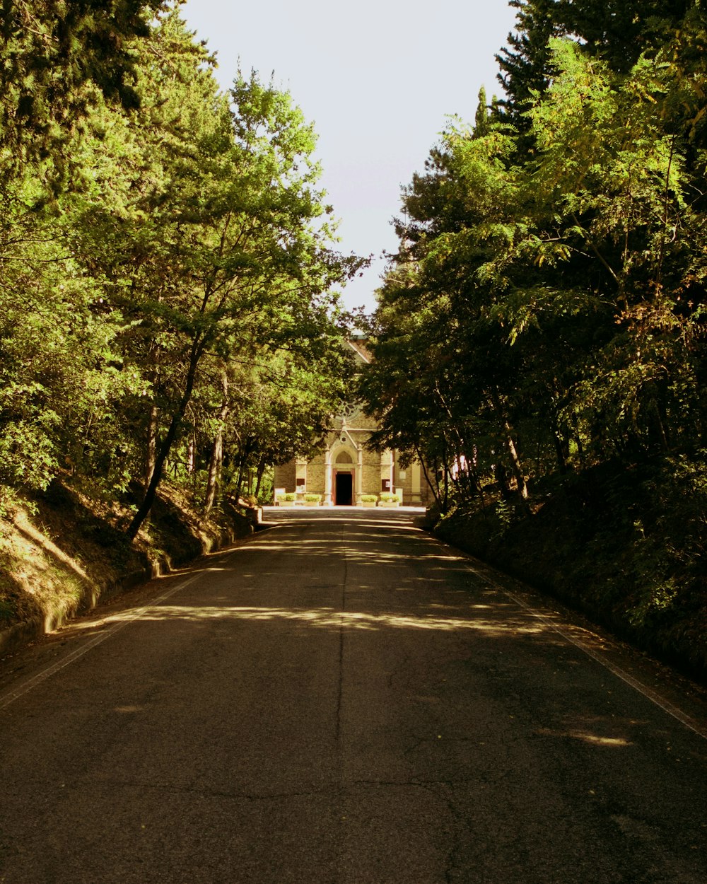 pathway surrounded with trees