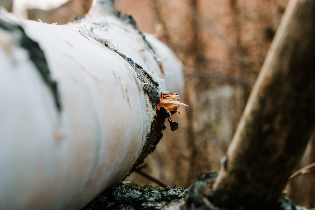 log in forest