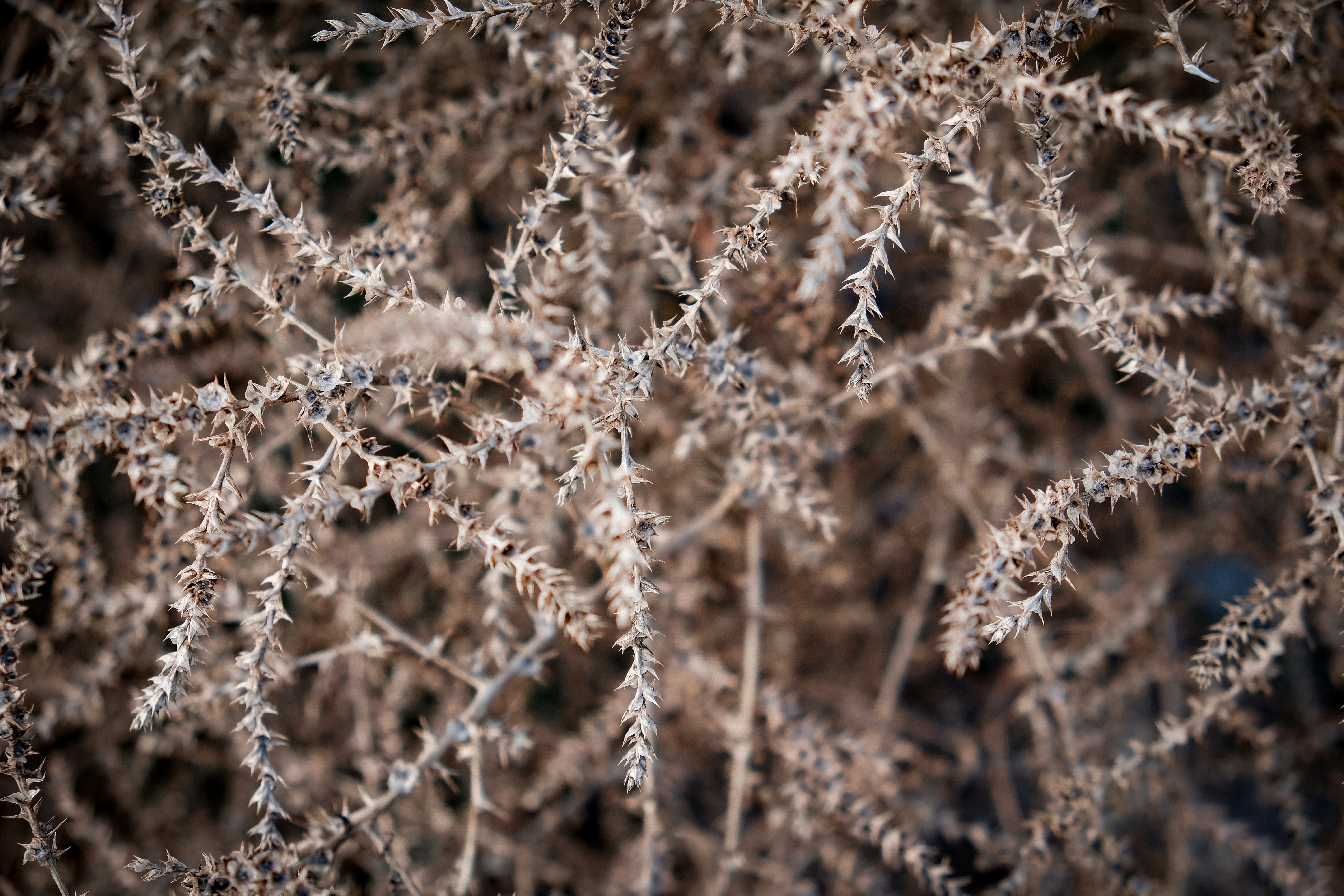 Photo by dpidhrushnyi