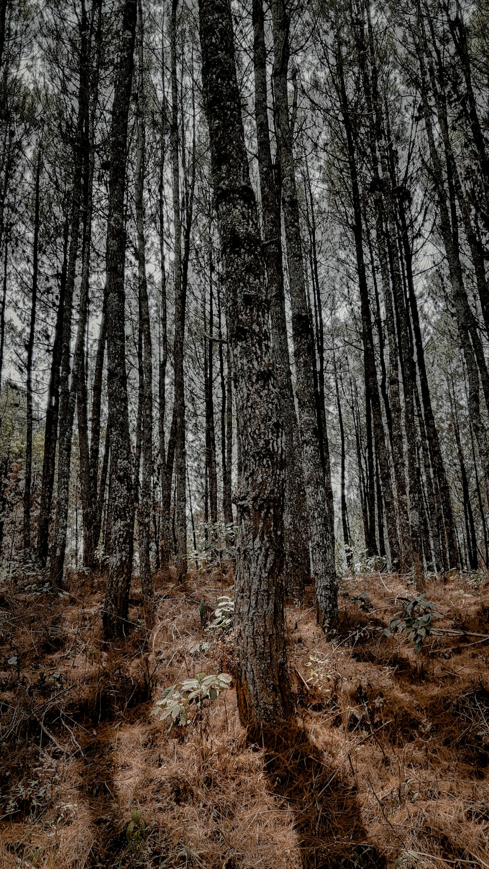 tall trees casting shadow on ground