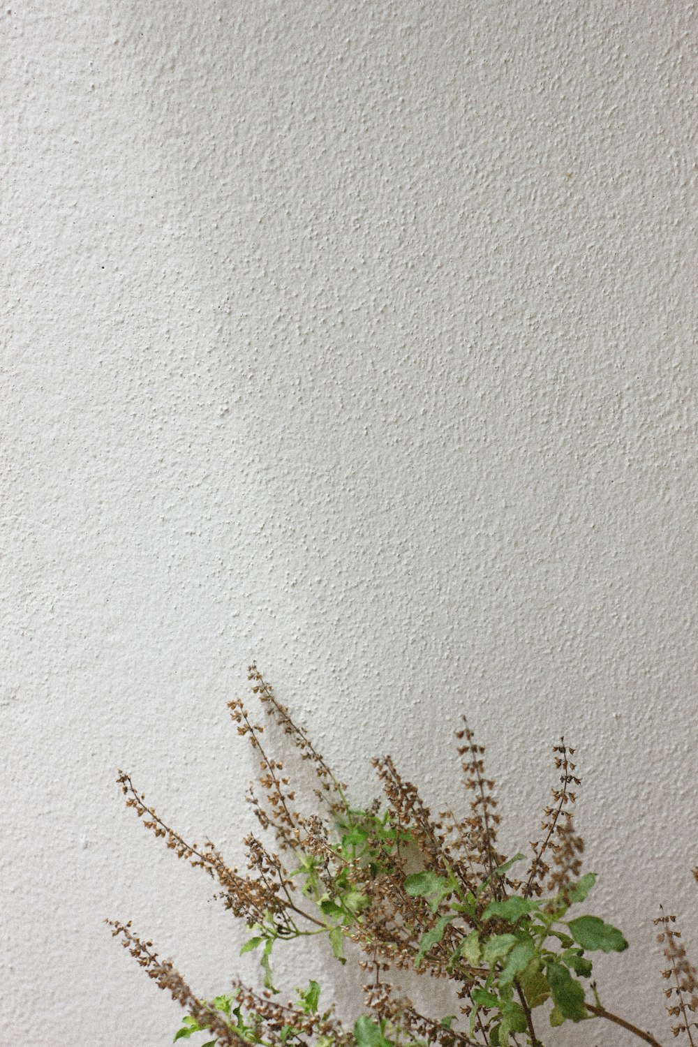 green leafed plant leaning on wall