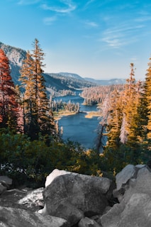 green trees beside body of water