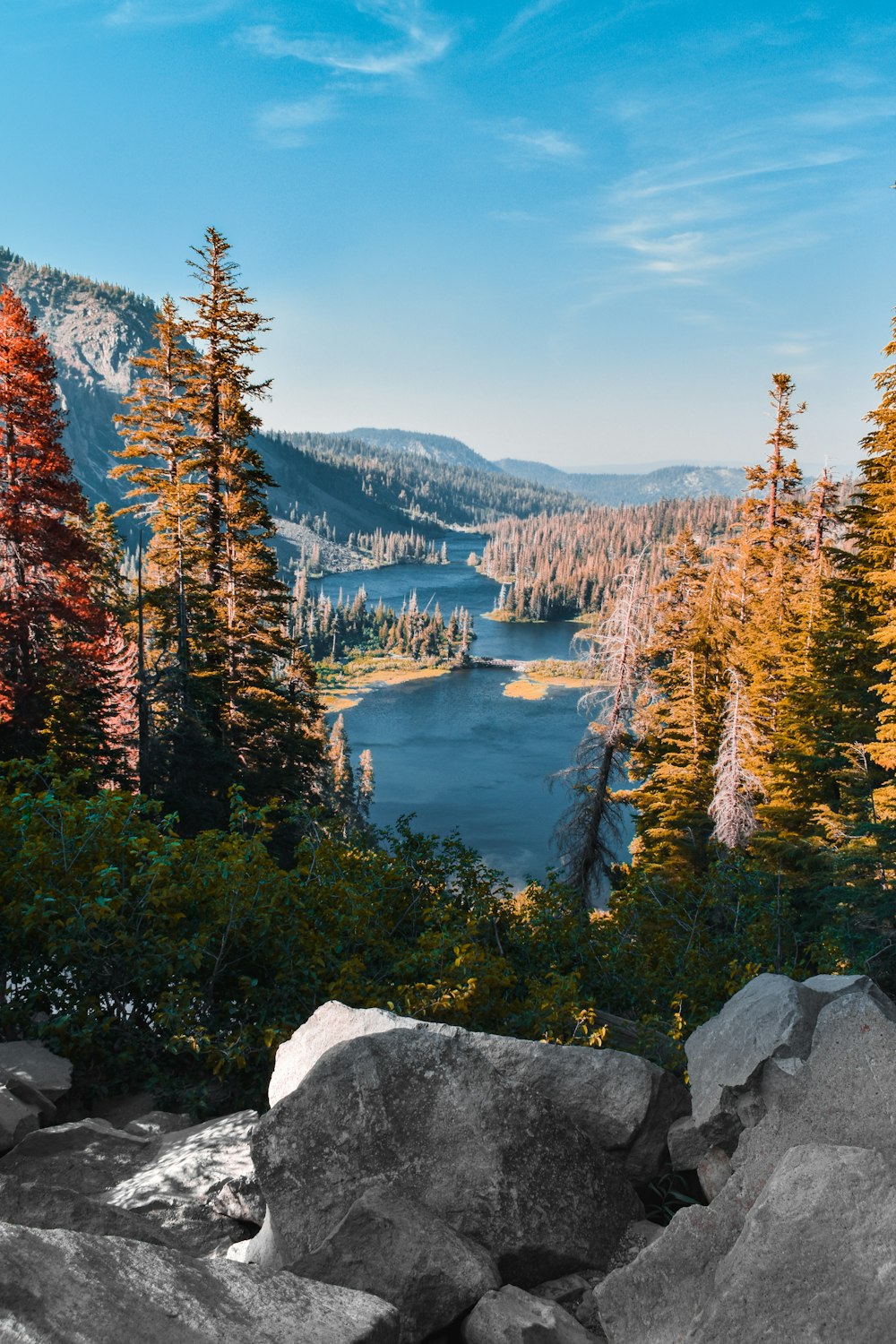 green trees beside body of water