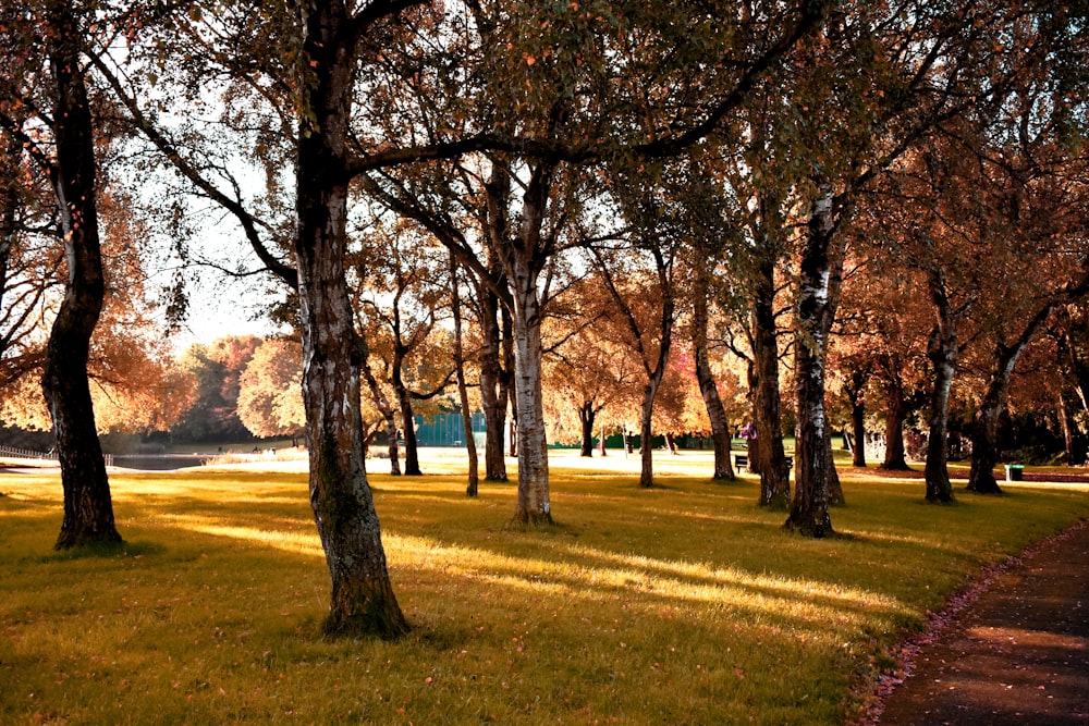 green field surrounded with tall and green trees beside body of water during daytime