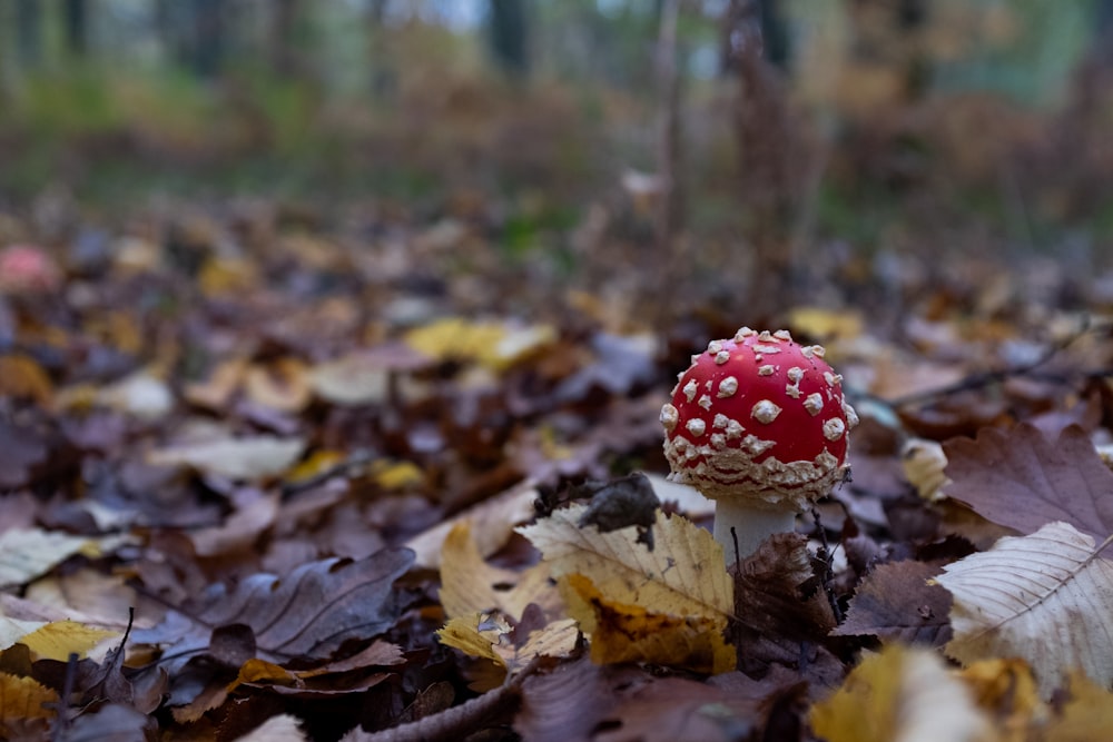 red, white, and brown mushroom