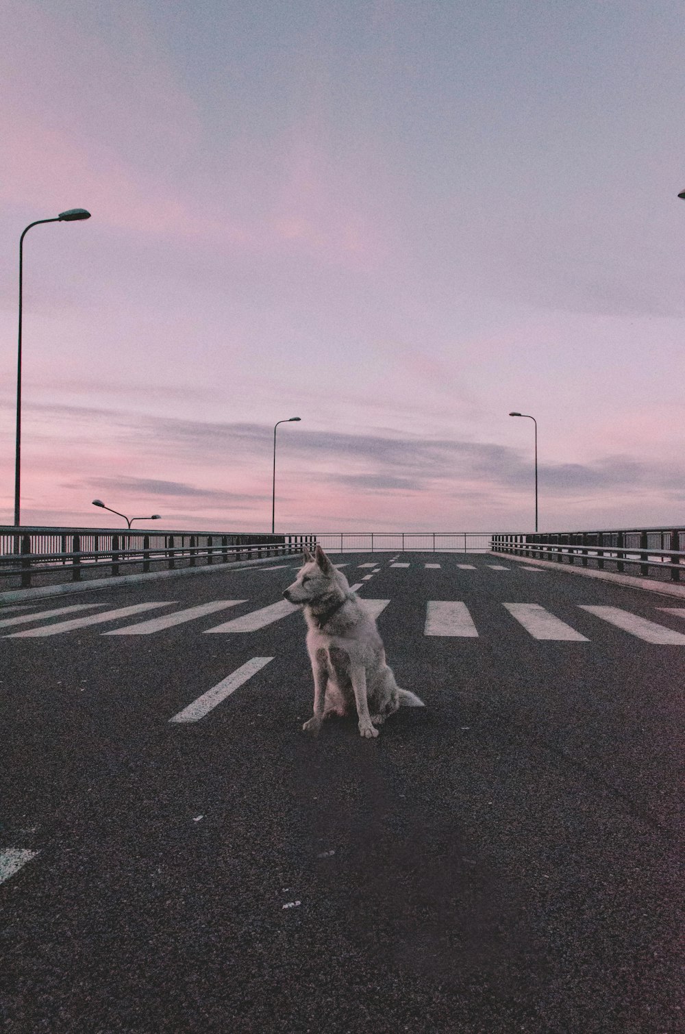 white dog sitting on road during daytime