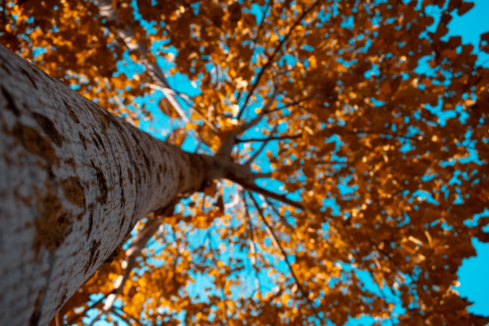 low-angle photography of brown-leafed tree