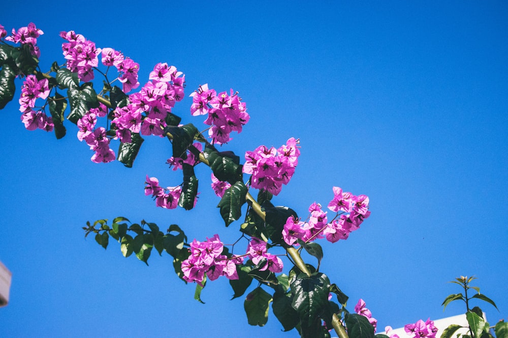 pink petaled flowers under blue sky