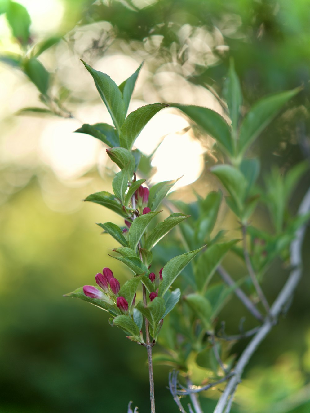 close-up photography of red petaled flower