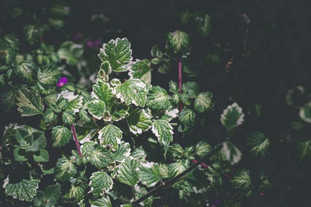 selective focus photography of green-leafed plants during daytime