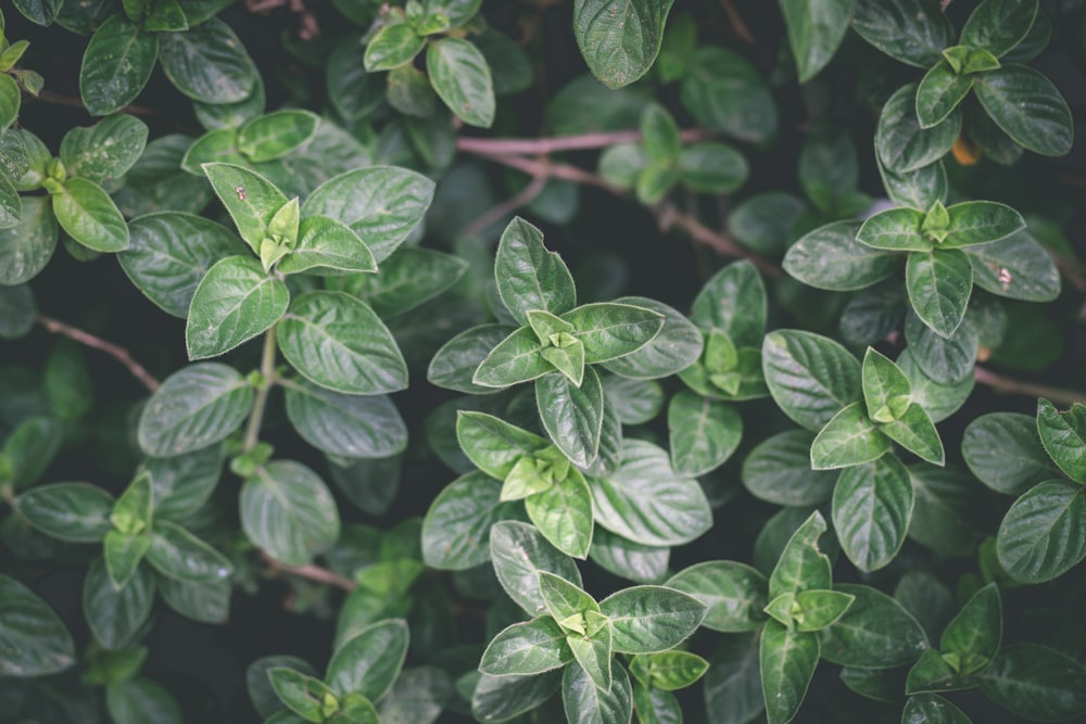 macro photography of green leaf plant