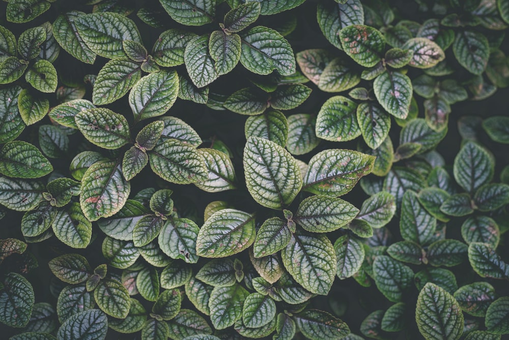 green-leafed plants