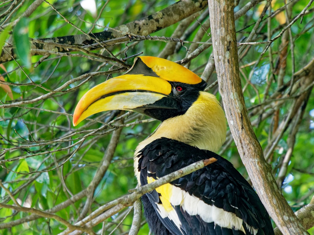 uccello tucano nero e giallo su un albero