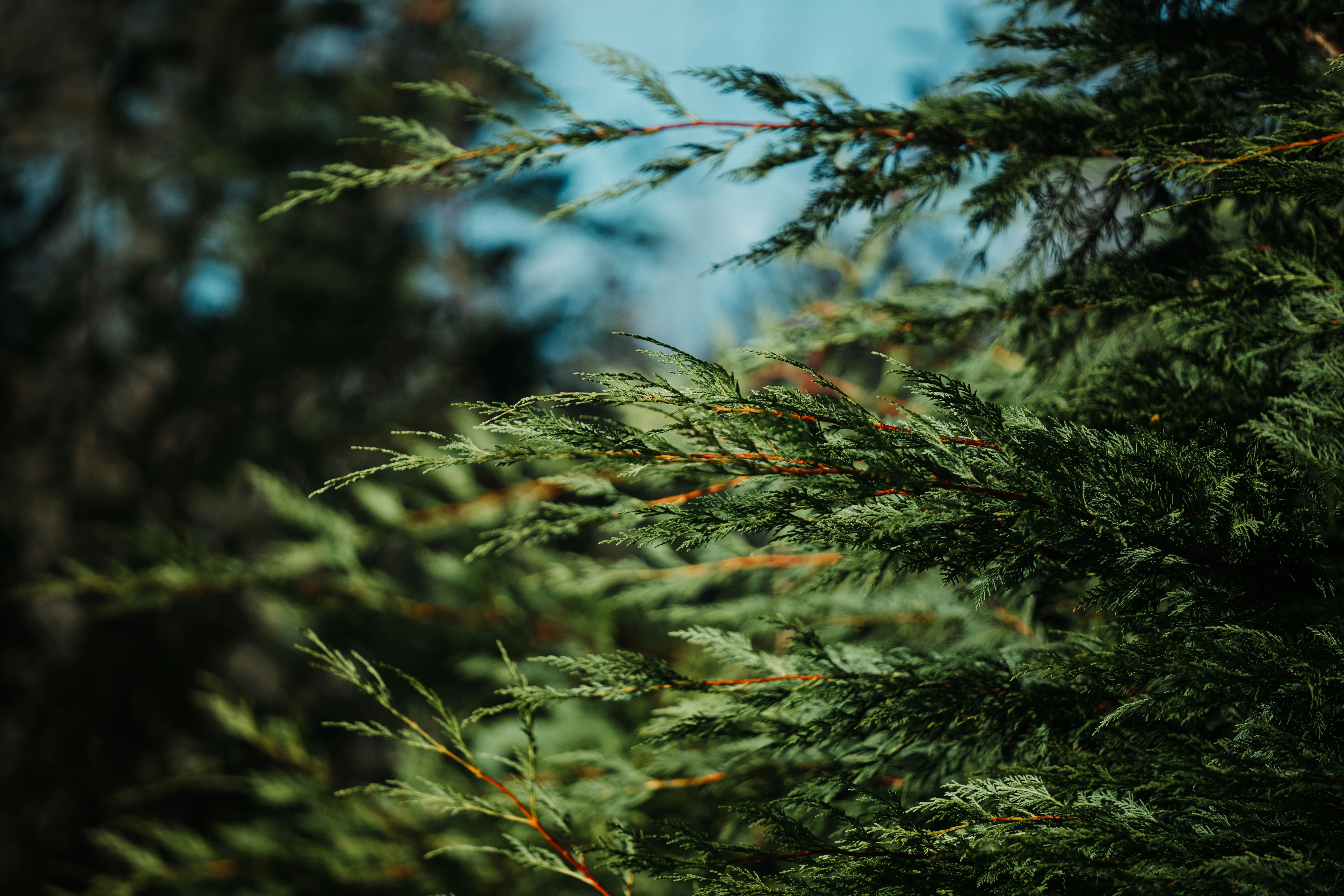 selective focus photography of green-leafed tree