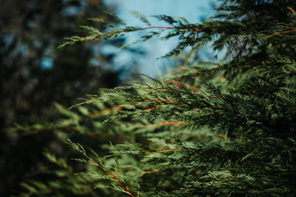 selective focus photography of green-leafed tree