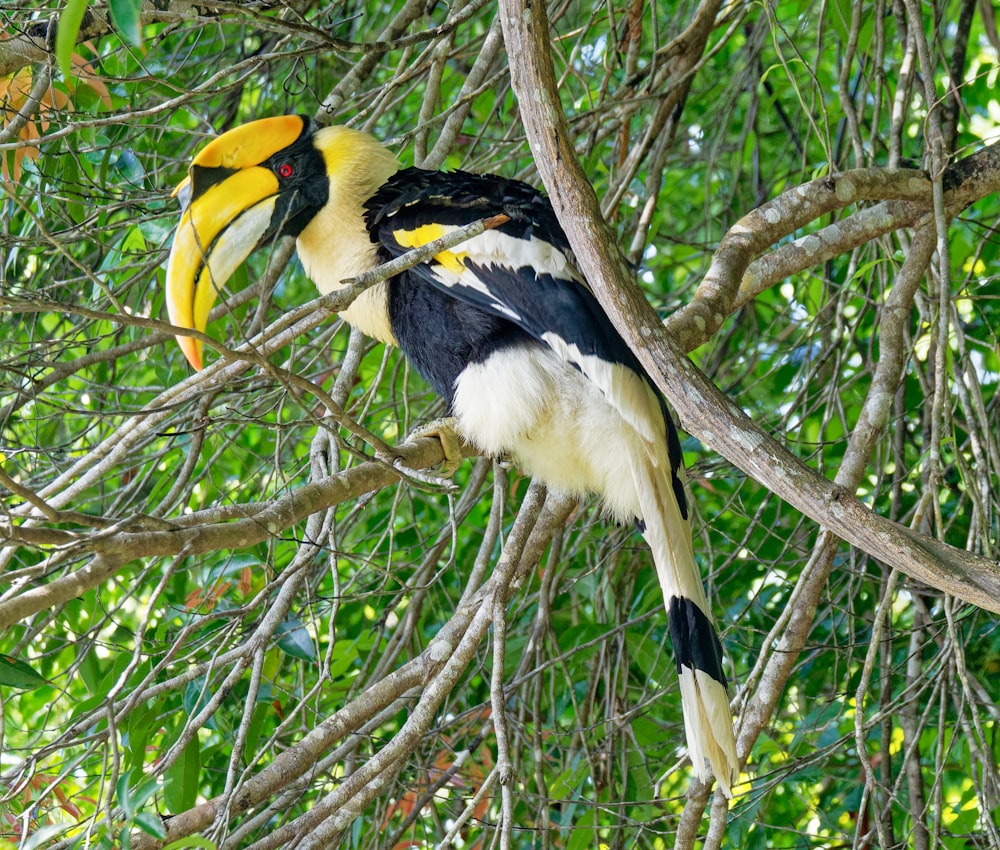 Photographie sélective de mise au point d’un oiseau noir et brun sur un arbre