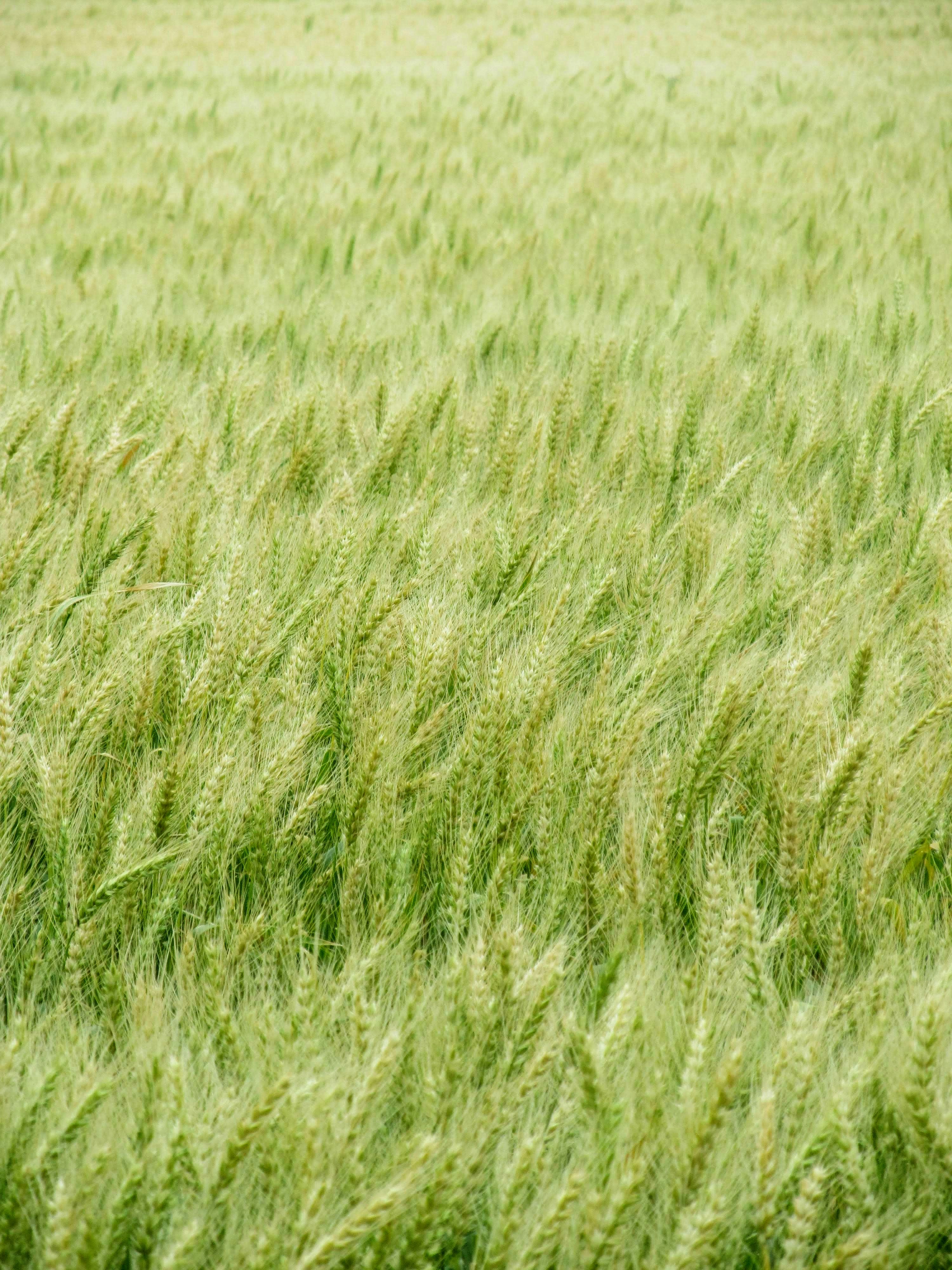 Imagem de capa do Card