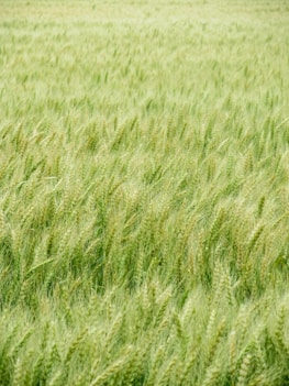 green grass field during daytime