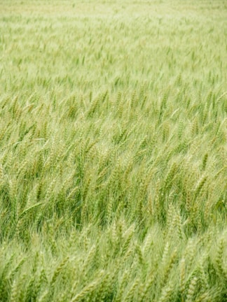 green grass field during daytime