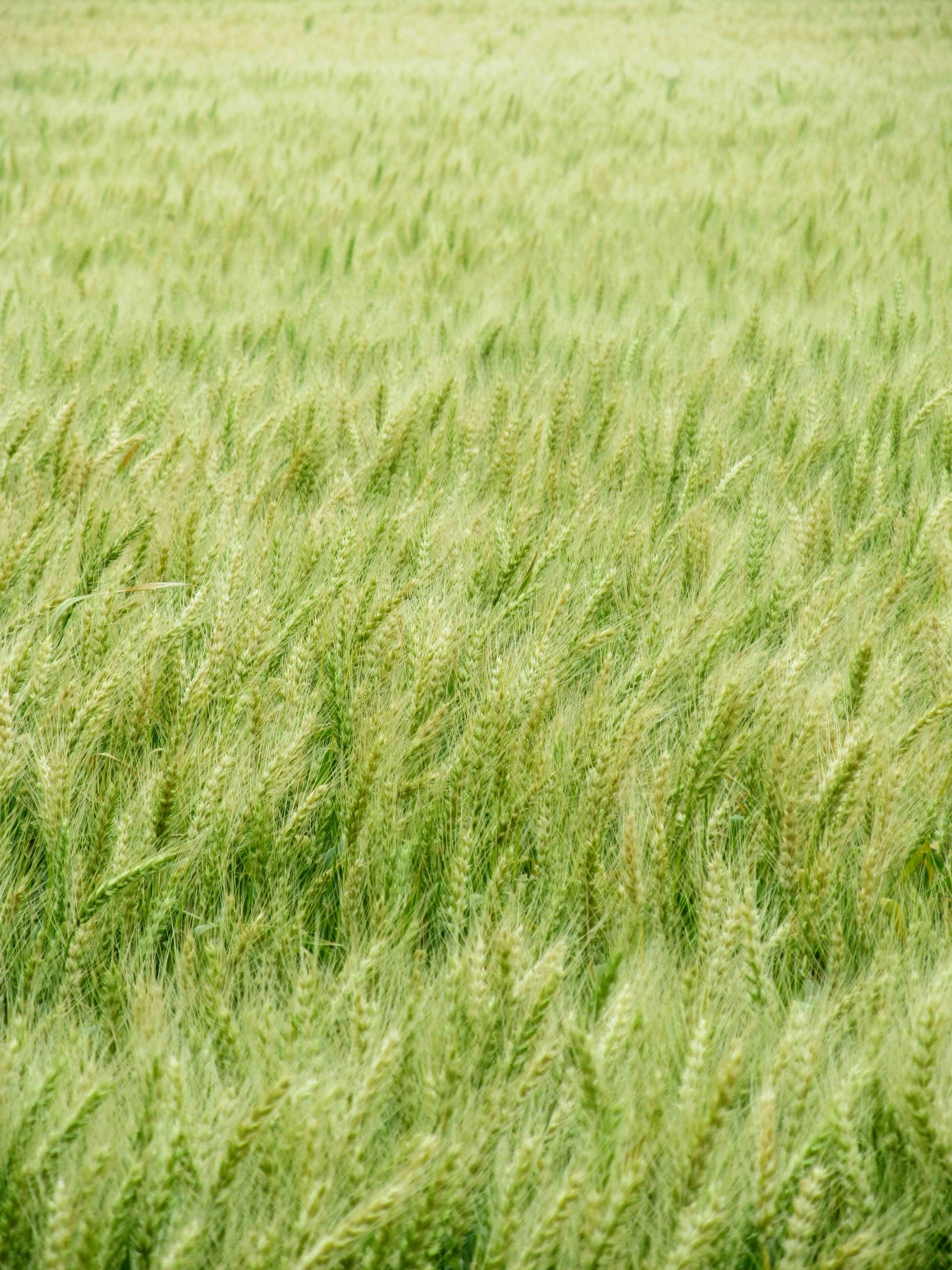 green grass field during daytime