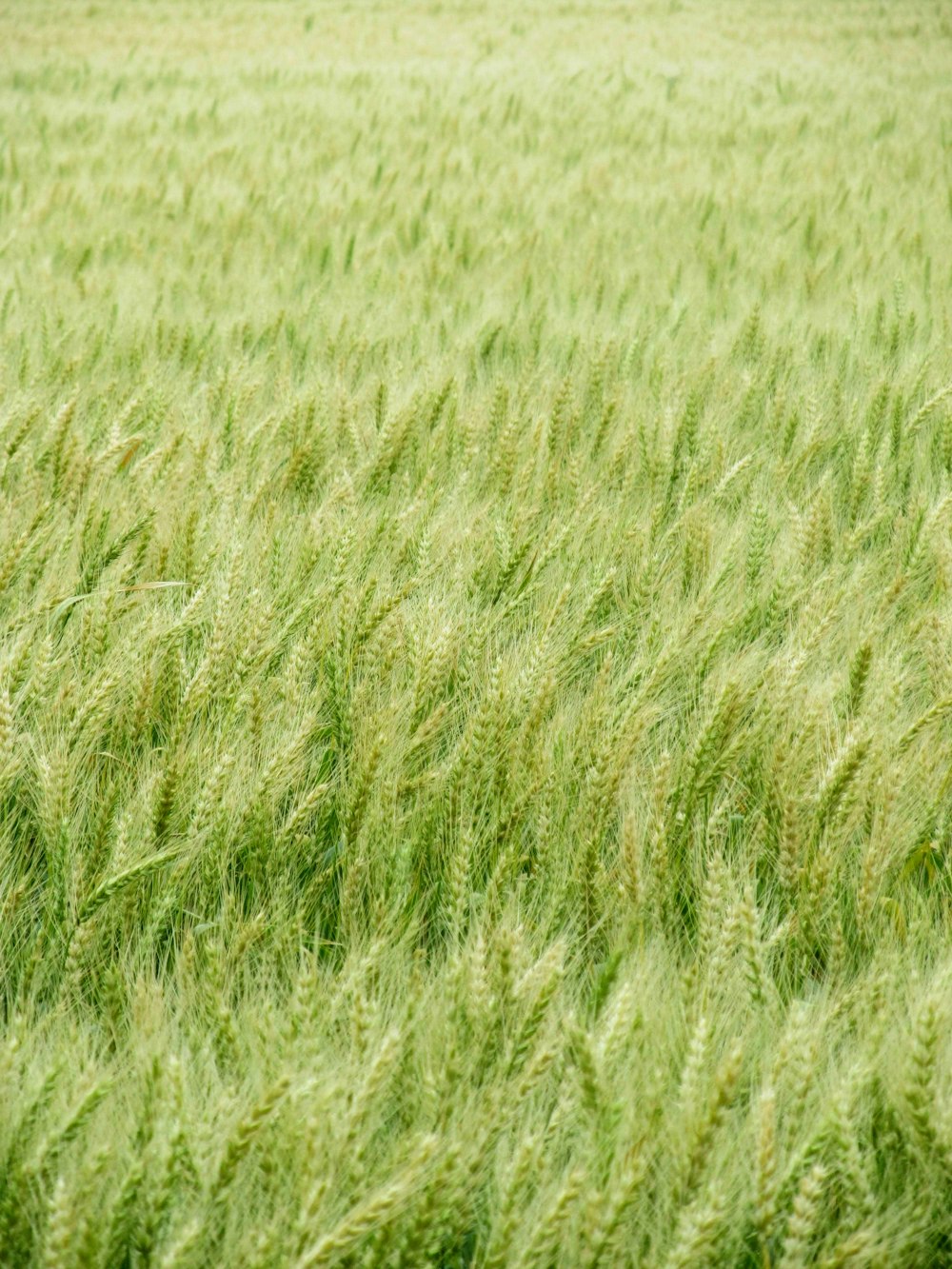 green grass field during daytime