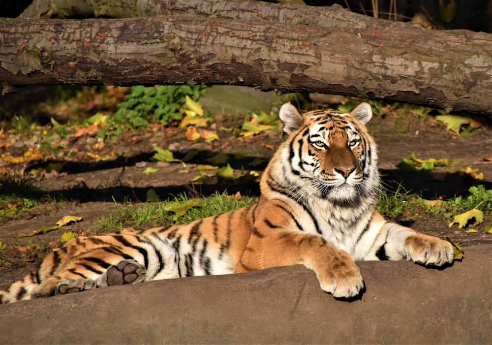 brown tiger lying on ground during daytime