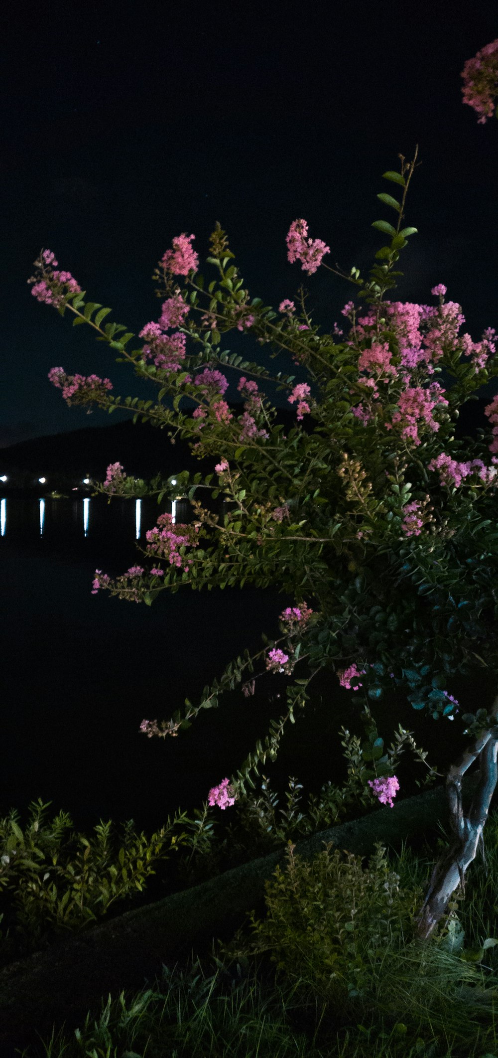 pink petaled flowers