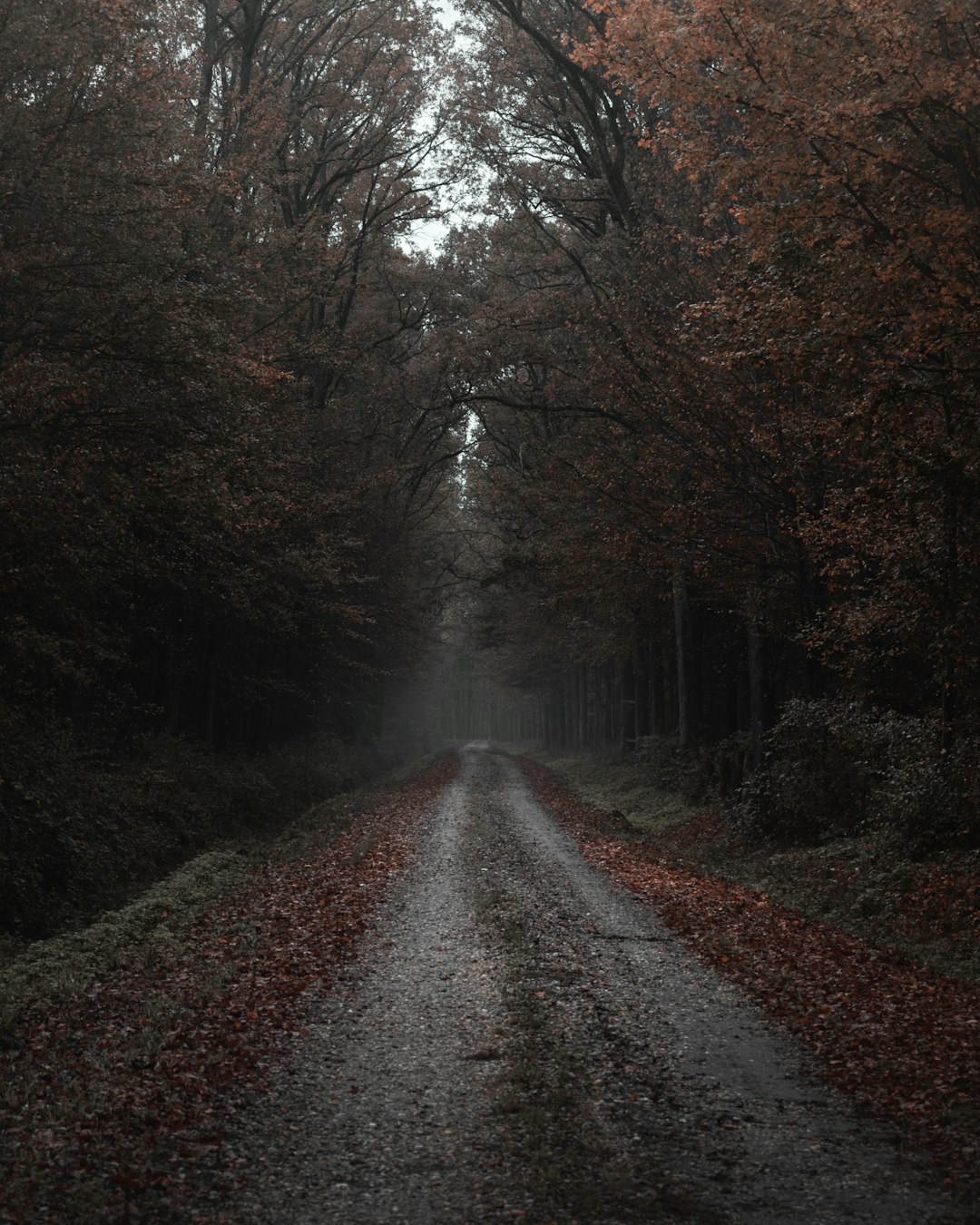 brown leaf trees