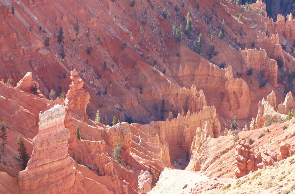 photography of green trees on beige mountain