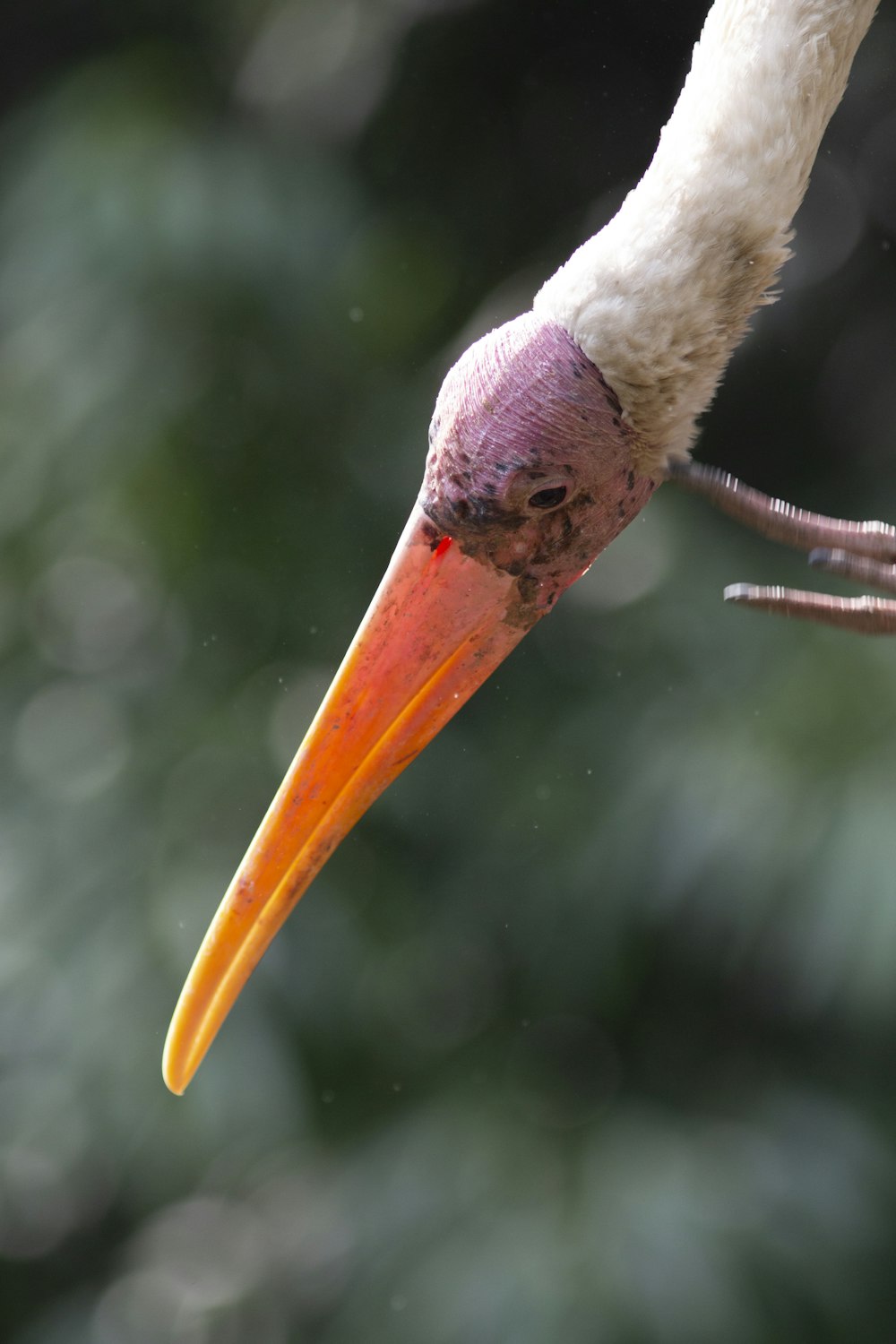 white feathered yellow beaked bird