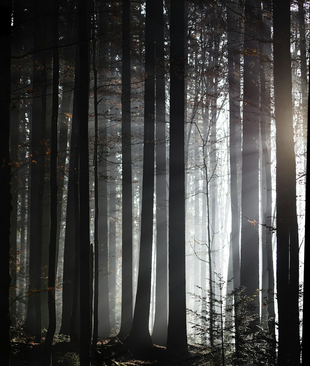 森の木々のシルエット写真