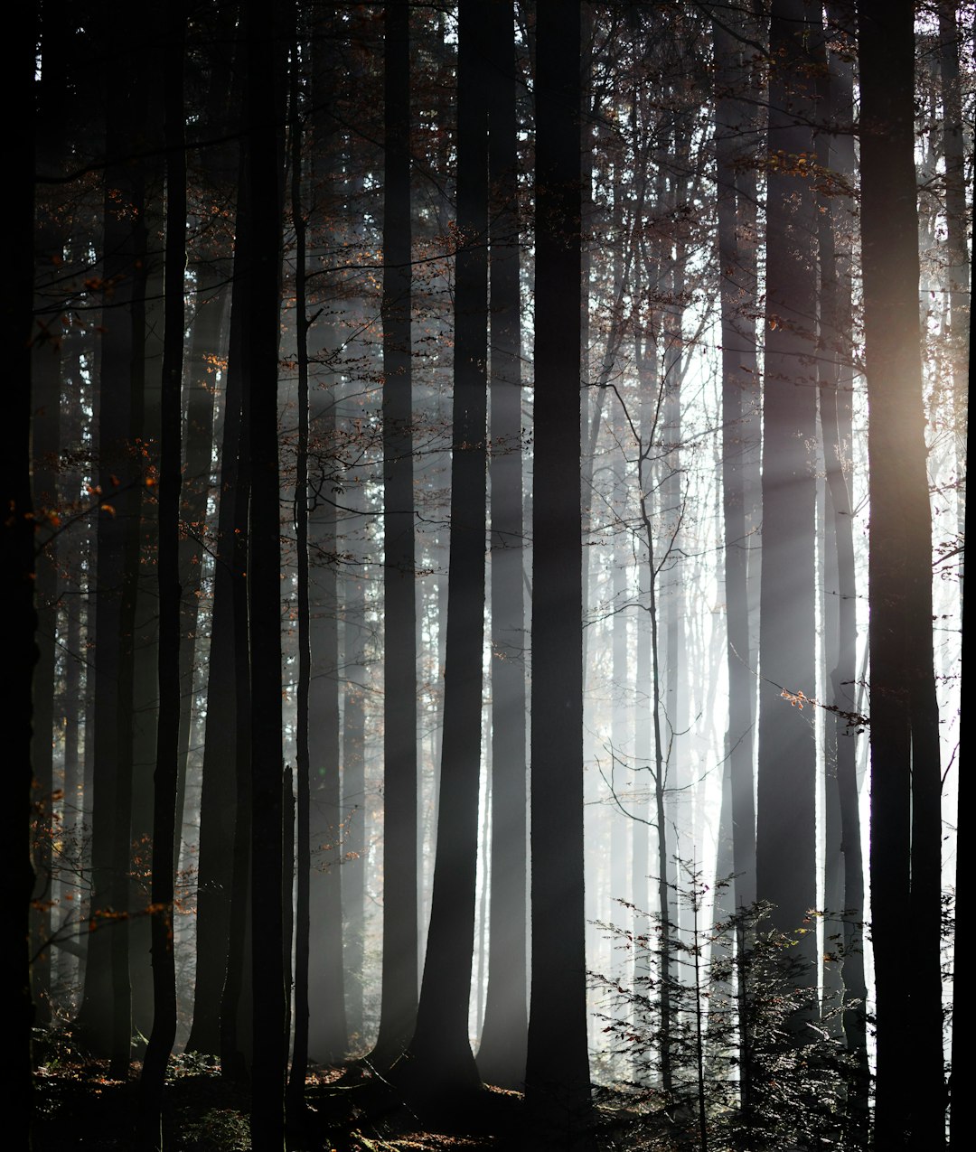 silhouette photography of forest trees